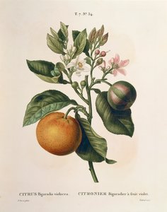 Laranja amarga (Citrus aurantium) com fruta violeta por Pierre Joseph Redoute (1759-1840) de Pierre Joseph Redouté