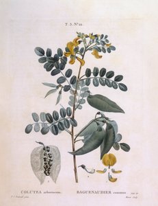 Bexiga Senna (Colutea arborescência), Henry Louis Duhamel du Monceau, placa botânica de Pierre Joseph Redouté de Pierre Joseph Redouté