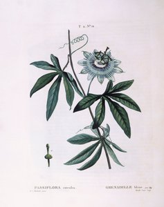 Flor da paixão azul (Passiflora caerulea), Henry Louis Duhamel du Monceau, placa botânica de Pierre Joseph Redouté de Pierre Joseph Redouté
