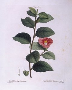 Camellia (Camellia japonica), Henry Louis Duhamel du Monceau, placa botânica de Pierre Joseph Redouté de Pierre Joseph Redouté