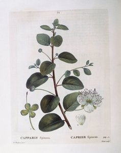 Caper (Capparis spinosa), Henry Louis Duhamel du Monceau, placa botânica de Pierre Joseph Redouté de Pierre Joseph Redouté