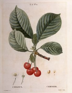 Cerejeira (Cerasus), Henry Louis Duhamel du Monceau, placa botânica de Pierre Joseph Redouté de Pierre Joseph Redouté
