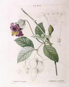 Taça e pires de vinha (Cobaea scandens), Henry Louis Duhamel du Monceau, placa botânica de Pierre Joseph Redouté de Pierre Joseph Redouté