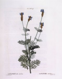 Lavanda Francesa (Lavandula stoechas), Henry Louis Duhamel du Monceau, placa botânica de Pierre Joseph Redouté de Pierre Joseph Redouté