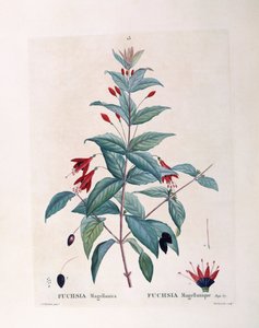 Fuchsia (Fuchsia magellanica), Henry Louis Duhamel du Monceau, placa botânica de Pierre Joseph Redouté de Pierre Joseph Redouté