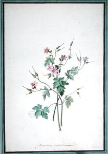 Geranium Robertianum (aguarela) de Pierre Joseph Redouté