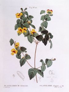 Pêra liso bonito (Platylobium formosum), Henry Louis Duhamel du Monceau, placa botânica de Pierre Joseph Redouté de Pierre Joseph Redouté