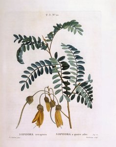 Kowhai (Sophora tetraptera ou Edwardsia grandiflora), Henry Louis Duhamel du Monceau, placa botânica de Pierre Joseph Redouté de Pierre Joseph Redouté