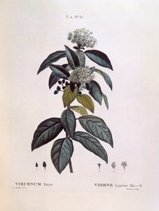 Laurustinus (Viburnum tinus), Henry Louis Duhamel du Monceau, placa botânica de Pierre Joseph Redouté de Pierre Joseph Redouté