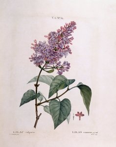 Lilás (Syringa vulgaris), Henry Louis Duhamel du Monceau, placa botânica de Pierre Joseph Redouté de Pierre Joseph Redouté