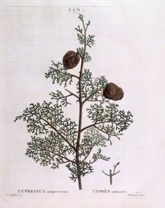 Cipreste mediterrânico (Cupressus sempervirens), Henry Louis Duhamel du Monceau, placa botânica de Pierre Joseph Redouté de Pierre Joseph Redouté