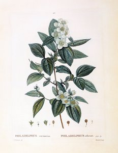 Laranja simulada (Philadelphus coronarius), Henry Louis Duhamel du Monceau, placa botânica de Pierre Joseph Redouté de Pierre Joseph Redouté