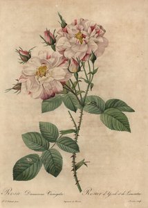 Rosa damascena, Rosa damascena von Pierre Joseph Redouté