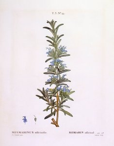 Rosemary (Rosmarinus officinalis), Henry Louis Duhamel du Monceau, placa botânica de Pierre Joseph Redouté de Pierre Joseph Redouté