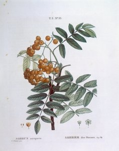 Rowan ou cinza da montanha europeia (Sorbus aucuparia), Henry Louis Duhamel du Monceau, placa botânica de Pierre Joseph Redouté de Pierre Joseph Redouté