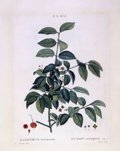 Spindle (Euonymus verrucosus), Henry Louis Duhamel du Monceau, placa botânica de Pierre Joseph Redouté de Pierre Joseph Redouté