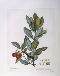 Morangueiro (Arbutus unedo), Henry Louis Duhamel du Monceau, placa botânica de Pierre Joseph Redouté de Pierre Joseph Redouté