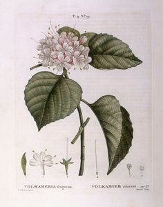 Volkameria fragrans Henry Louis Duhamel du Monceau, placa botânica de Pierre Joseph Redouté de Pierre Joseph Redouté