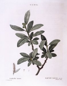 Willow (Salix lanata), Henry Louis Duhamel du Monceau, placa botânica de Pierre Joseph Redouté de Pierre Joseph Redouté