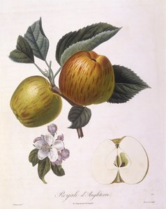 Maçã "Royale d