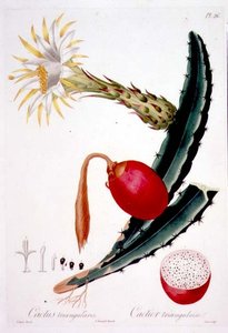 Cactus Triangularis, placa 26 da 