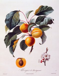 Frutas e flores de alperce Albergier De Montgamet, cerca de 1846, gravura colorida de Pierre-Antoine Poiteau de Pomolgie Francais, França