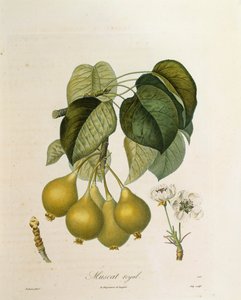 Muscat Royal Apricot de Antoine Poiteau