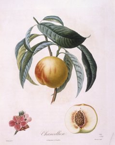 Pêssego "Chancelliere" Henry Louis Duhamel du Monceau, placa botânica de Pierre Antoine Poiteau