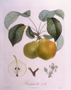 Pêra "Bergamota" Henry Louis Duhamel du Monceau, placa botânica de Pierre Antoine Poiteau