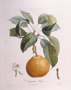 Pêra "Doyenné roux" Henry Louis Duhamel du Monceau, placa botânica de Pierre Antoine Poiteau