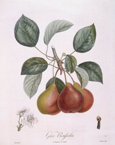 Pêra "Gros Rousselet" Henry Louis Duhamel du Monceau, placa botânica de Pierre Antoine Poiteau
