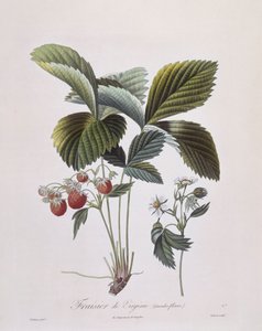 Virginia Strawberry (Fragaria virginiana), Henry Louis Duhamel du Monceau, placa botânica de Pierre Antoine Poiteau