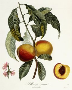Pousada amarela