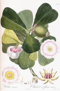 Clusia rosea, Clusier com flores cor de rosa, 1808-1828