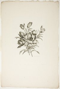Buquê com Tulipas, da Coleção de Diferentes Buquês de Flores, Inventado e Desenhado por Jean Pillement e gravado por P. C. Canot de Pierre Charles Canot