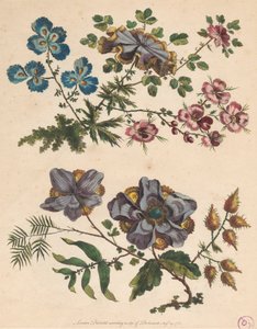 Duas Pinceladas de Flores Imaginárias de Pierre Charles Canot