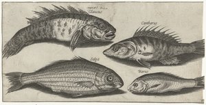 Bockfish, poleiro, goby e um peixe desconhecido Pesca (título da série) Piscivm vivae icons (título da série)