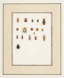 Escaravelhos, c.1755-65 (aguarela sobre papel)