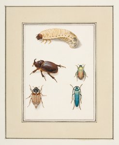 Escaravelhos, c.1755-65 (aguarela sobre papel)