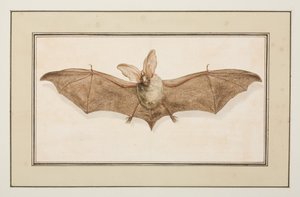 Morcego orelhudo castanho, c.1755-65 (aguarela sobre papel)