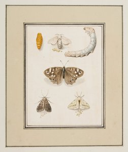 Borboletas, Traças e Lagartas, c.1755-65 (aguarela sobre papel)