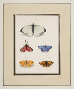 Borboletas, c.1755-65 (aguarela sobre papel)
