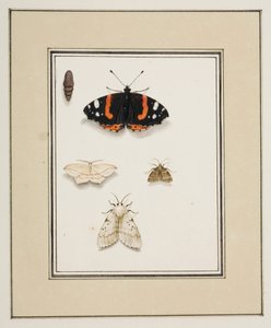 Borboletas, c.1755-65 (aguarela sobre papel) de Pierre Francois Ledoulx