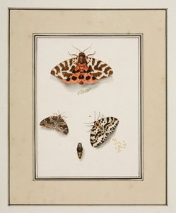 Borboletas, c.1755-65 (aguarela sobre papel)