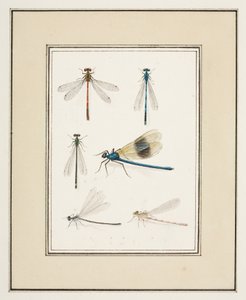 Libélulas, c.1755-65 (aguarela sobre papel)