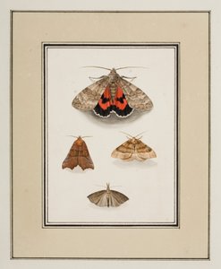 Traças, c.1755-65 (aguarela sobre papel)