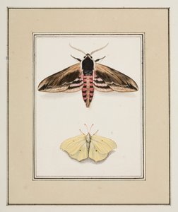 Traça do Falcão Privado e Brimstone Comum, c.1755-65 (aguarela sobre papel)
