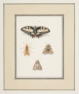 Borboleta de cauda de andorinha, Mayfly e Two Moths, c.1755-65 (aguarela sobre papel)