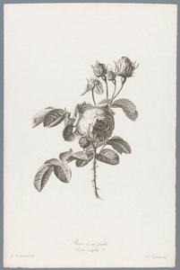 Galos Honderdbladige
Rose à cent feuilles / Rosa centifolia L. (título sobre o objecto)
Flores extraídas da natureza (...) (título da série) de Pierre François Legrand