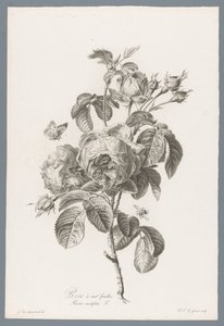 Galos Honderdbladige
Rose à cent feuilles / Rosa centifolia L. (título sobre o objecto)
Flores extraídas da natureza (...) (título da série) de Pierre François Legrand